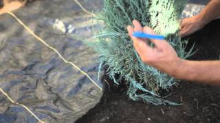 How to Apply Landscape Fabric Around Shrubs  How to Care for Shrubs [upl. by Cerveny]