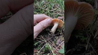 Hygrophoro de pradoshorts mushroom funghi hygrophoruspratensis nature [upl. by Eshelman420]