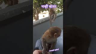 नन्ही बंदरिया। nanhi bandariya। monkey [upl. by Akinehs]