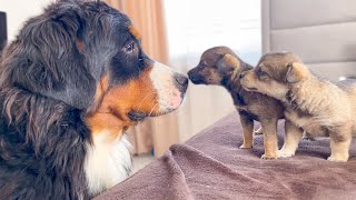 Bernese Mountain Dog Meets Puppies for the First Time [upl. by Emya]