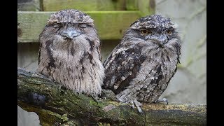 tawny frogmouth bird sound [upl. by Nevins]