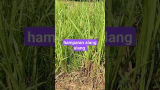 alang alang 😍 berkebun garden alangalang herbal nature [upl. by Yeroc]