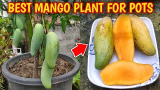 Best Mango Variety In India IN HINDI Thai Banana Mango [upl. by Uht810]