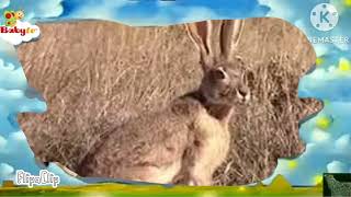 The amazing world baby tv jackrabbit [upl. by Aela985]