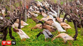 Watch 1000 ducks waddle to work on wine farm [upl. by Ahpla3]