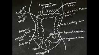 Tutes Online  The Large Intestine [upl. by Raseac824]