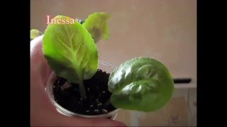 Как посадить листья фиалки укоренение flowers  Saintpaulia breeding  African violet [upl. by Vyky]