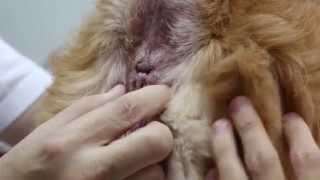 A Golden Retriever has paw wounds and anal sacculitis Pt 1 [upl. by Laynad]