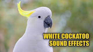 Cockatoo Sounds 🕊️ White Cockatoo Sounds [upl. by Aillil]