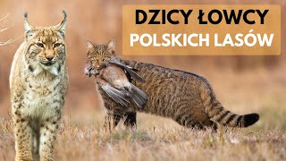 Czy w naszych lasach polują dzikie koty Tak [upl. by Duax]