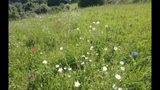 Wildflower Meadow [upl. by Oht]