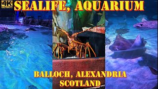 SEA LIFE Loch Lomond Aquarium Centre Balloch Alexandria Scotland [upl. by Harrod]