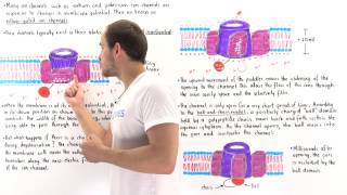 Ligand Gated Ion Channels  Nervous system physiology  NCLEXRN  Khan Academy [upl. by Anbul]