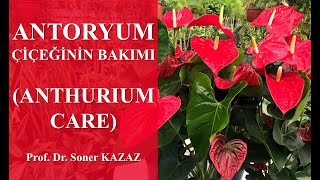 Antoryum Çiçeğinin Bakımı Anthurium Care Neden Çiçek Açmaz Yaprakları Neden Sararır ve Kurur [upl. by Nagear399]