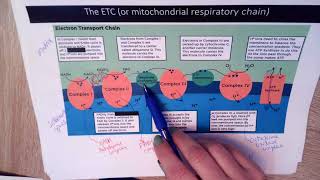 Video 5 Oxidation of NADH and Glycerol Phosphate Shuttle [upl. by Yeliab]