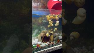 Aquarium ka sara pani badal diya aquarium aquariumfish petfishlover petsvlog petfish mollyfish [upl. by Eggett187]