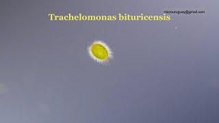 Trachelomonas bituricensis [upl. by Hurlbut]