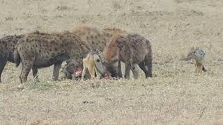 Hyenas in Serengeti safari Tanzania [upl. by Ferullo317]