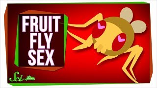 New Insights Into What Fruit Fly Sex Is Like [upl. by Carmelia]