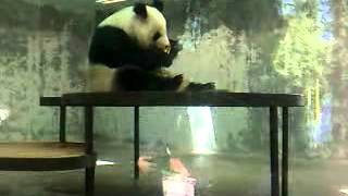 Panda en el Zoologico de Guadalajara [upl. by Irollam61]