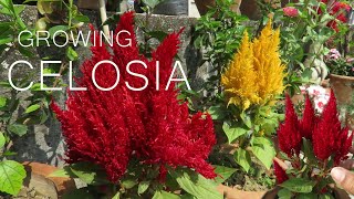 Celosia Flower  Celosia cockscomb Plant Care [upl. by Grata220]