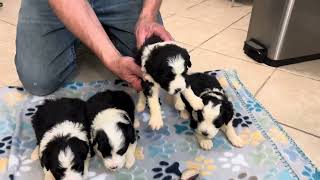 Mini Sheepadoodle Puppies For Sale  Savannah and Captain 2 of 3 videos [upl. by Nnawtna]