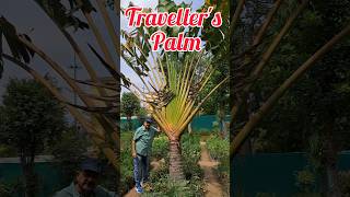 Travellers Palm Do You Know This Majestic Palm Variety [upl. by Hegyera]