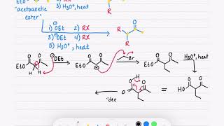 225 Acetoacetic Ester Synthesis [upl. by Cattima355]