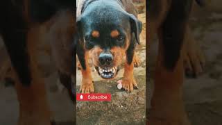 angry dog barking and growling shorts viralvideo dog angrydog angry rottweiler [upl. by Beauchamp]