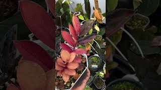 Zamia varigata pink Varigata plants garden greennature housplants [upl. by Lluj]