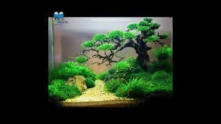 BONSAI DRIFTWOOD FOR YOUR AQUARIUM TANK  MICRO AQUATIC SHOP [upl. by Tiffany987]