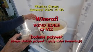 WINOROŚL  WINO BIAŁE cz VII dodanie pożywek II  Winnica Cisowa 2024 10 05 [upl. by Faletti]