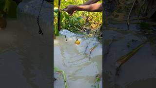 Big Plastic Bottle Hook Fishing Videohookfishamazingfishingshorts [upl. by Bryana]