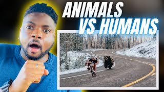 🇬🇧BRIT Reacts To ANIMALS VS HUMANS [upl. by Rici]