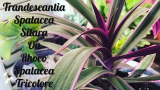 Tradescantia Spatacea quotSitaraquot ou Rhoeo🌱Rempotage et Bouturage🌱 PLANTE D’INTÉRIEUR [upl. by Meredeth369]