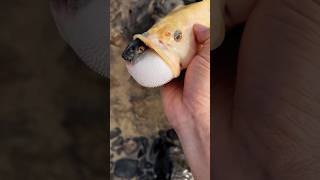 quot🐟 Pufferfish Traps the Foolish Fish 😱 Watch the Epic Struggle 💥quot shorts trending [upl. by Akim]