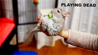 I taught my chinchilla a NEW TRICK playing dead [upl. by Llertnahs884]