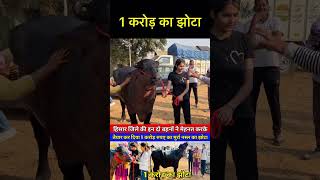 1 crore ka jhota bhains bull mela jhota murrah dairy dairyfarming animals animallover [upl. by Soalokcin]