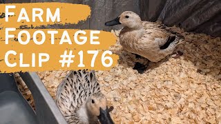 Farm Footage  Clip 176  Wendy the Ducks Bumblefoot [upl. by Mackintosh743]