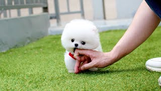 Teddy bear white teacup pomeranian GAMJA │pomeranian for sale [upl. by Enalahs]