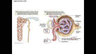 Unit 3 Part 21 Regulation of Glomerular Filtration Rate and the Renin Angiotensin System [upl. by Ladin795]