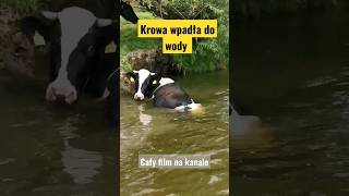 Krowa wpadła do wody i prawie się utopiła zwierzę krowa shorts [upl. by Soll781]