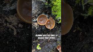 Mushroom Magic Blowing Into Cup Fungi To Release Their Spores Ascomycete Peziza Cups [upl. by Assilac]