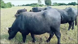 Original banni top cwolity banni buffalo  best buffalo dairy farm Gujarat  murrah buffalo farm [upl. by Jc]