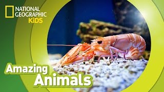 Shrimp  Amazing Animals [upl. by Siahc]