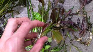 Planted Aquarium Tip Root growth on Aquarium Plants [upl. by Euseibbob]