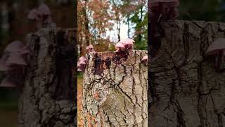 Paddenstoelen blankaartkasteel [upl. by Nerro985]