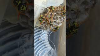 Polistes dominula Jul 1 Are they really aggressive [upl. by Ahseit]