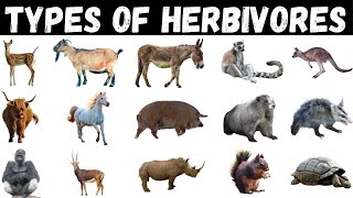 Types Of Herbivores  Herbivore  Herbivores For Kids herbivores animals [upl. by Bej]