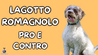 Lagotto Romagnolo Pro e Contro [upl. by Mesics]